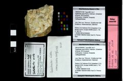 Foto (Objekt + Etikett) von Galatheites aiola (Robins, Feldmann, Schweitzer & Bonde, 2016)  (NHMW-GEO-1990-0041-3128)